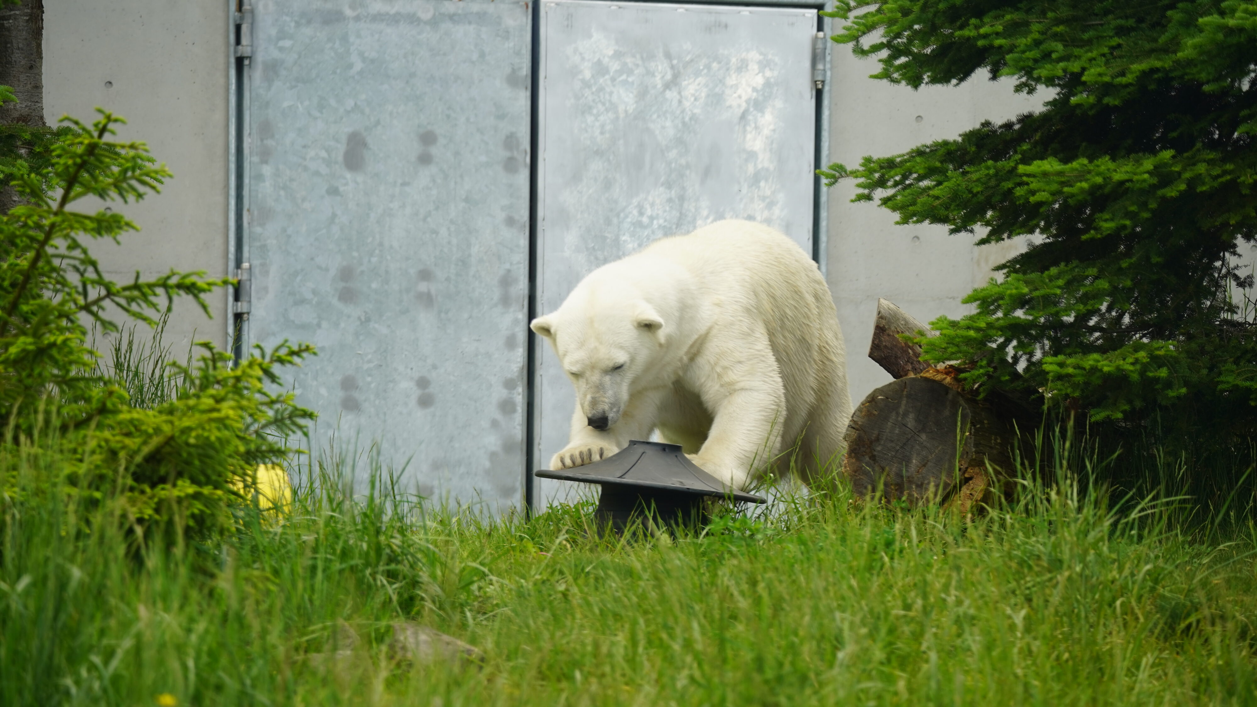 nikonikoページ　円山動物園　ホッキョクグマ　携帯用はし　２点セット 活動・事業報告 | NPO法人 さっぽろ円山動物園サポートクラブ